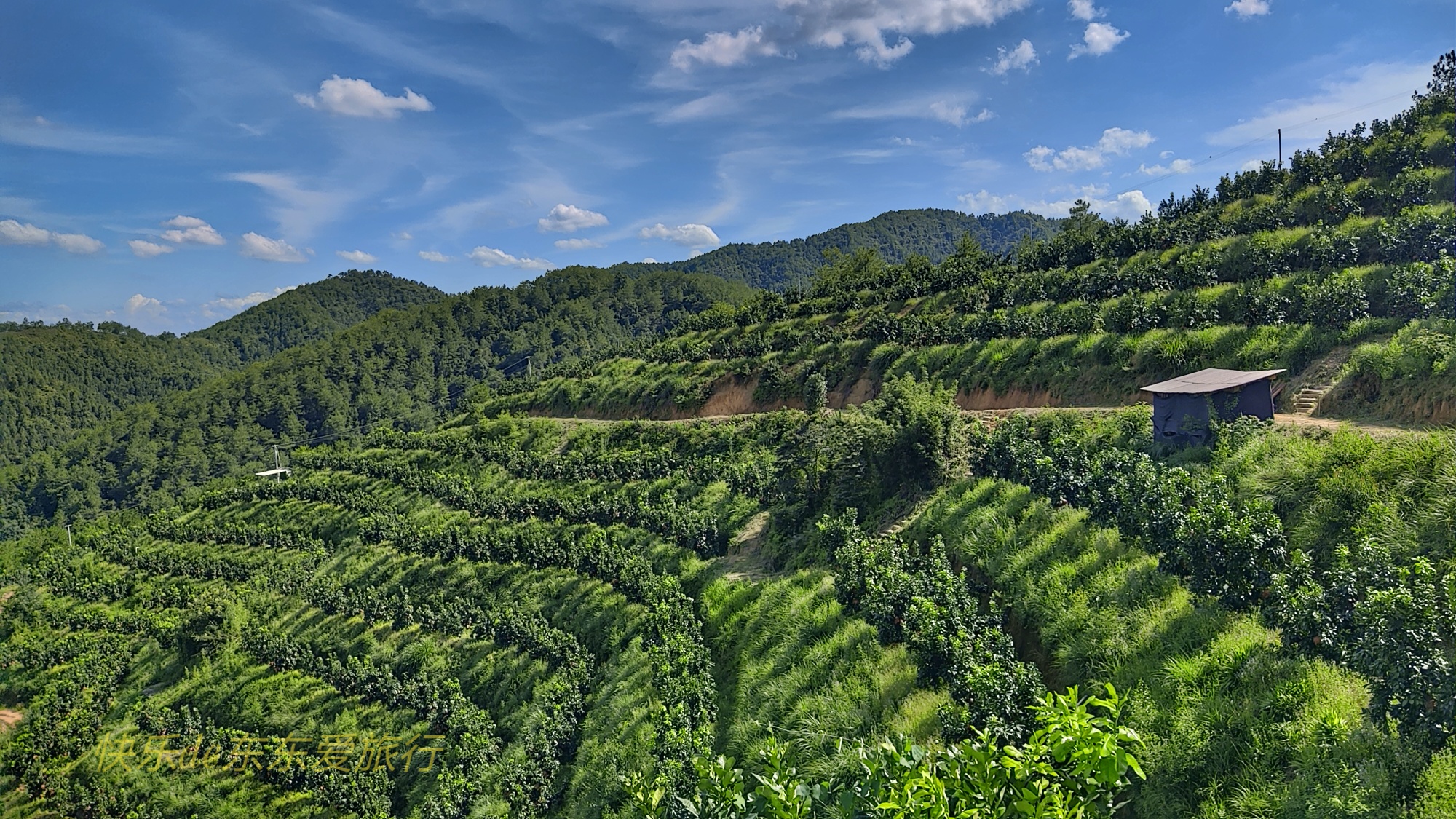 酒香不怕巷子深,柚甜却怕果园偏,梅县松源油草塘柚子虽好却愁卖