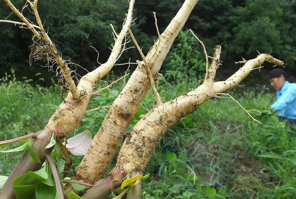 见肿消也叫野萝卜有人当人参售卖谋取暴利