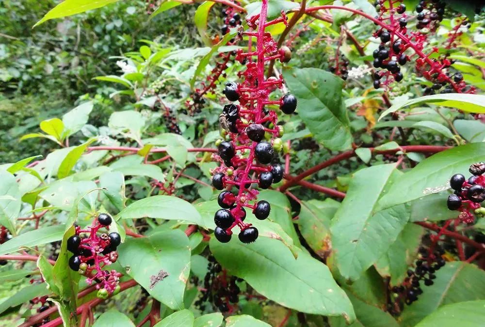 "见肿消"也叫"野萝卜",有人当"人参"售卖谋取暴利