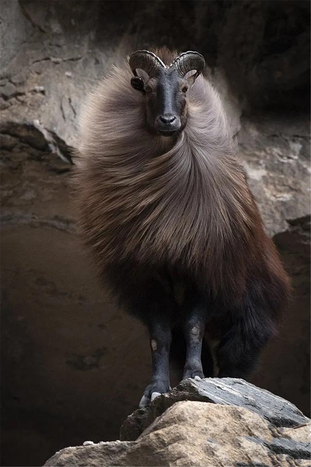 喜马拉雅山的塔尔羊身披狮子鬃毛长一双横瞳立在峭壁上降膘