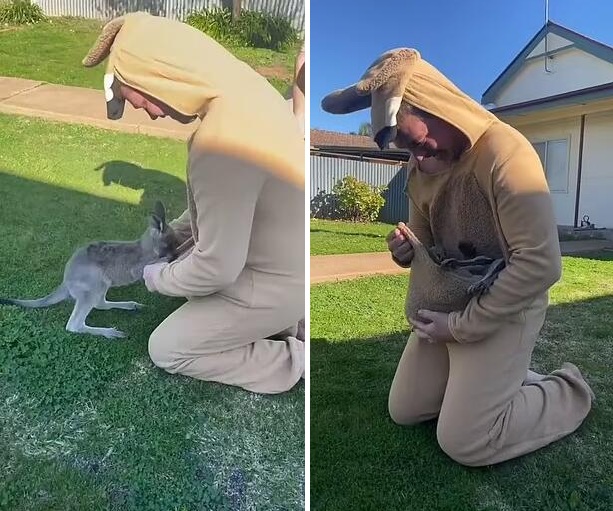 澳大利亚男子装扮成袋鼠让一只小袋鼠跳进他的育儿袋中
