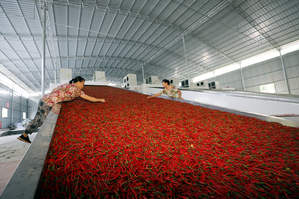 贵州铜仁:订单辣椒加工忙