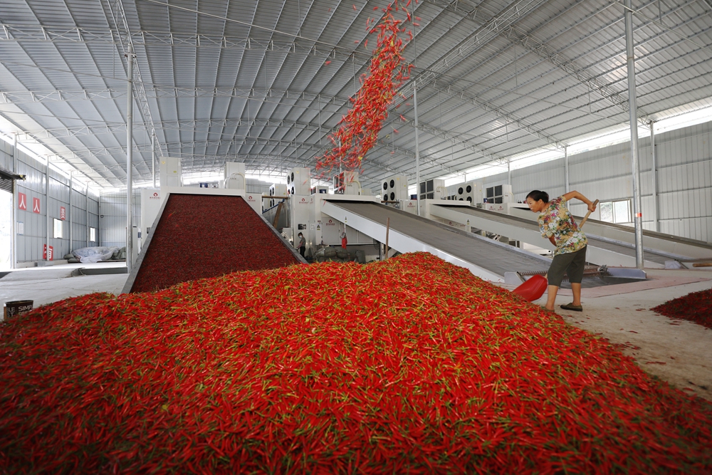 贵州铜仁:订单辣椒加工忙