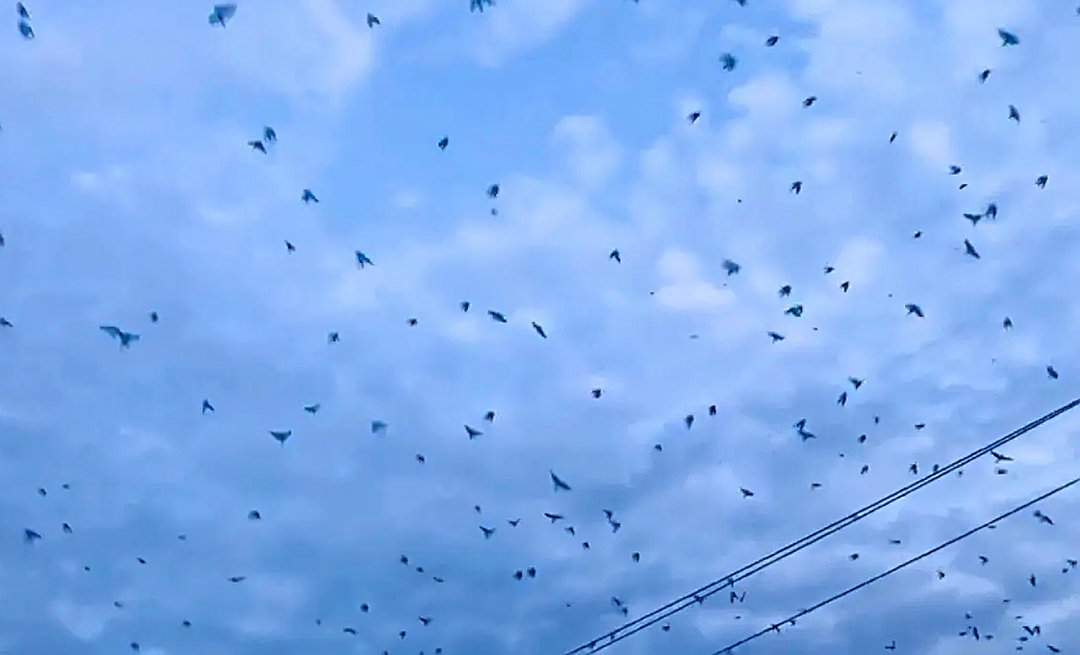 四川德阳天空出现大量蝙蝠，黑压压漫天飞舞，是灾害征兆吗？休闲区蓝鸢梦想 - Www.slyday.coM