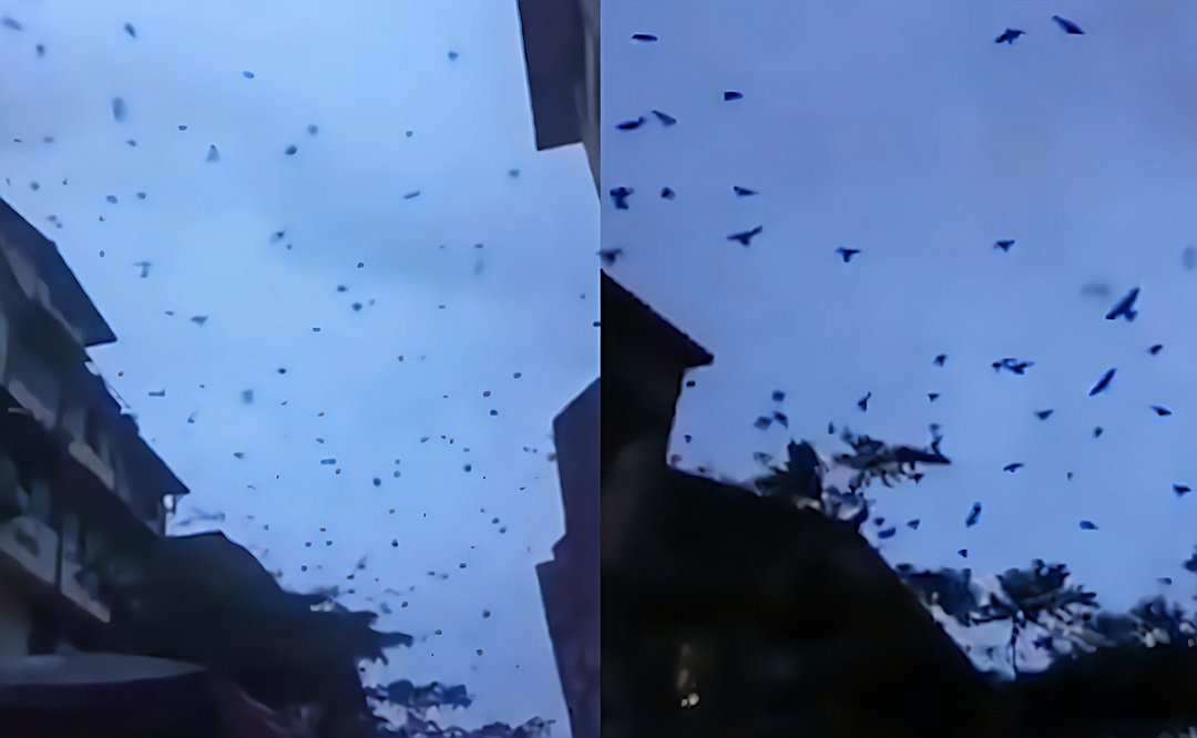 四川德阳天空出现大量蝙蝠，黑压压漫天飞舞，是灾害征兆吗？休闲区蓝鸢梦想 - Www.slyday.coM