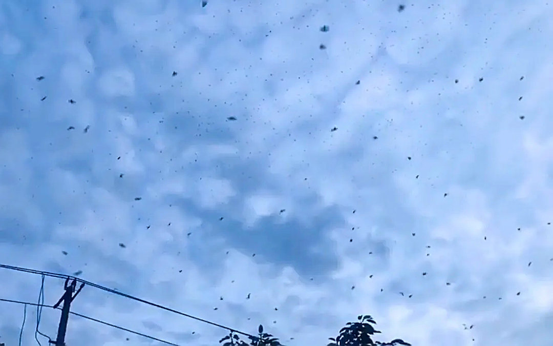 四川德阳天空出现大量蝙蝠，黑压压漫天飞舞，是灾害征兆吗？休闲区蓝鸢梦想 - Www.slyday.coM