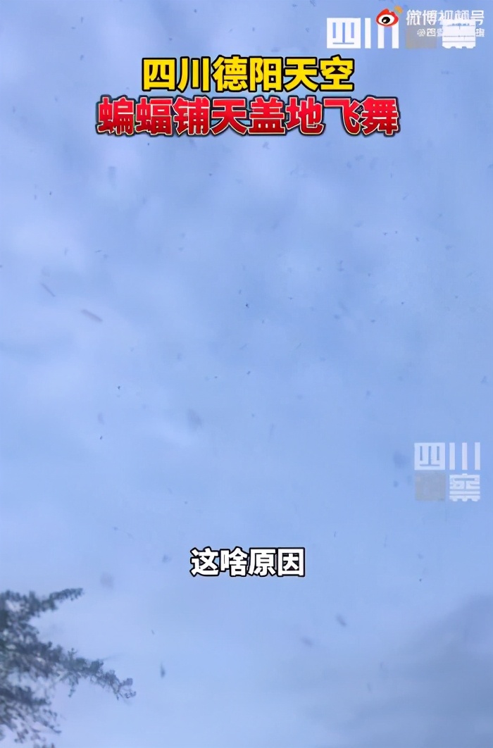 好吓人哦!四川德阳傍晚天空出现大量蝙蝠,分析:或与天气有关休闲区蓝鸢梦想 - Www.slyday.coM 好吓人哦!四川德阳傍晚天空出现大量蝙蝠,分析:或与天气有关休闲区蓝鸢梦想 - Www.slyday.coM