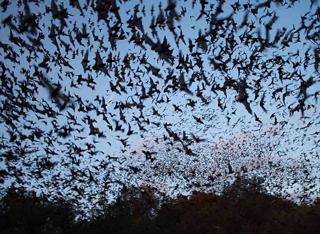 四川德阳天空出现大量蝙蝠，黑压压漫天飞舞，是灾害征兆吗？休闲区蓝鸢梦想 - Www.slyday.coM