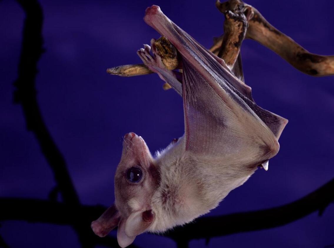 好吓人哦!四川德阳傍晚天空出现大量蝙蝠,分析:或与天气有关休闲区蓝鸢梦想 - Www.slyday.coM 好吓人哦!四川德阳傍晚天空出现大量蝙蝠,分析:或与天气有关休闲区蓝鸢梦想 - Www.slyday.coM