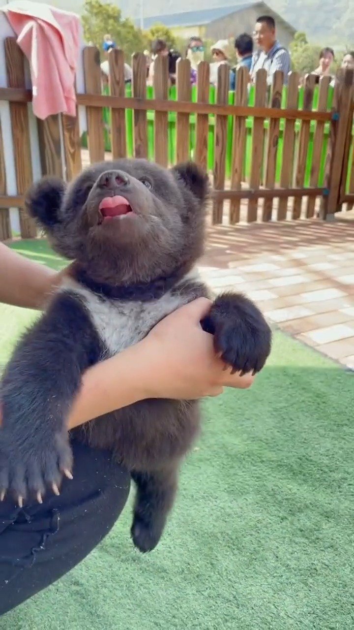 两个月大的小黑熊~也太可爱了!好软萌