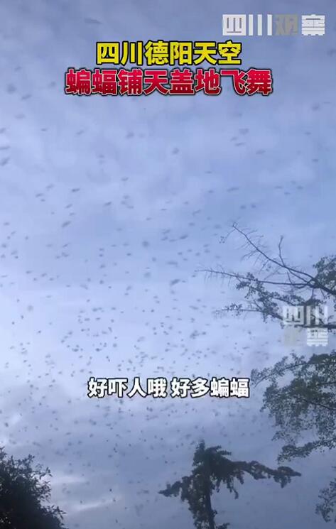 好吓人哦!四川德阳傍晚天空出现大量蝙蝠,分析:或与天气有关休闲区蓝鸢梦想 - Www.slyday.coM 好吓人哦!四川德阳傍晚天空出现大量蝙蝠,分析:或与天气有关休闲区蓝鸢梦想 - Www.slyday.coM
