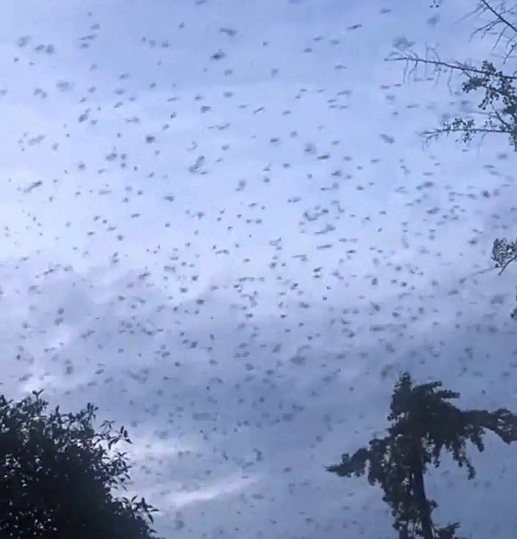 四川德阳天空出现大量蝙蝠，黑压压漫天飞舞，是灾害征兆吗？休闲区蓝鸢梦想 - Www.slyday.coM