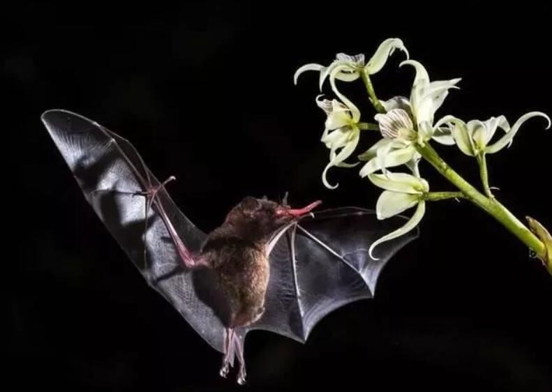 好吓人哦!四川德阳傍晚天空出现大量蝙蝠,分析:或与天气有关休闲区蓝鸢梦想 - Www.slyday.coM 好吓人哦!四川德阳傍晚天空出现大量蝙蝠,分析:或与天气有关休闲区蓝鸢梦想 - Www.slyday.coM