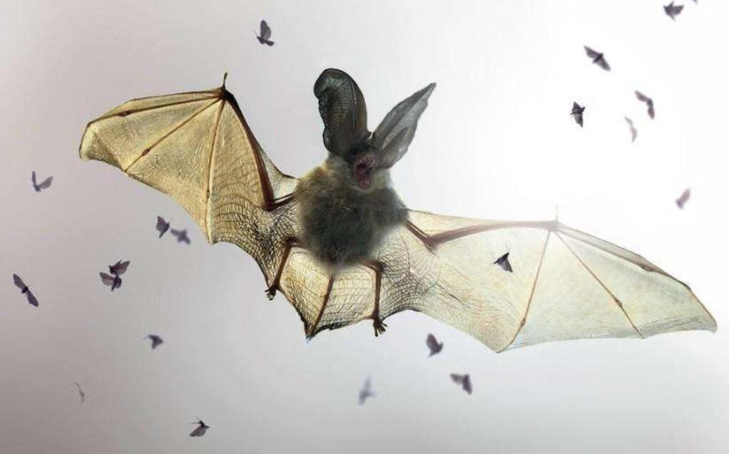 好吓人哦!四川德阳傍晚天空出现大量蝙蝠,分析:或与天气有关休闲区蓝鸢梦想 - Www.slyday.coM 好吓人哦!四川德阳傍晚天空出现大量蝙蝠,分析:或与天气有关休闲区蓝鸢梦想 - Www.slyday.coM