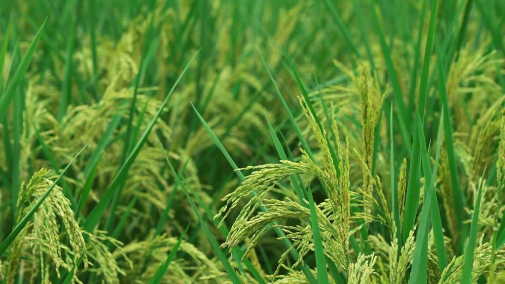 长虹村试验田内的巨型稻。（曾庆川摄）