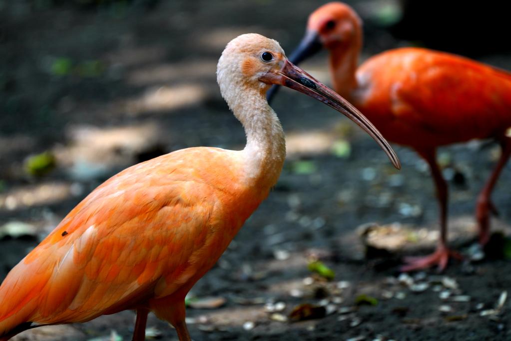 上海动物园美洲红鹮首次成功自然繁殖|美洲|上海动物园|雏鸟_新浪新闻