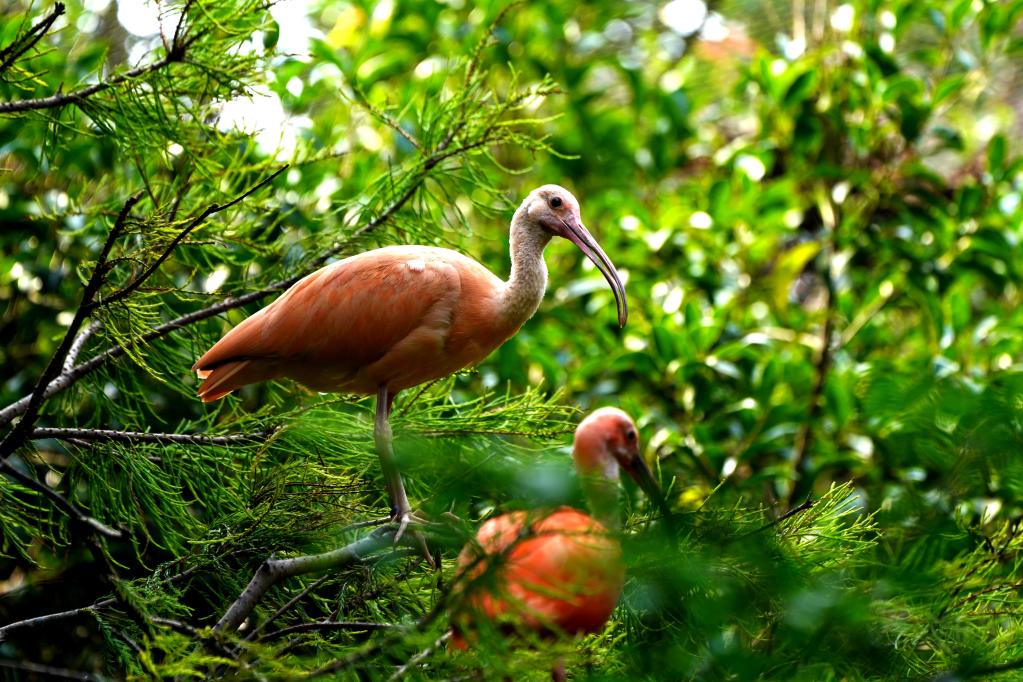 上海动物园美洲红鹮首次成功自然繁殖