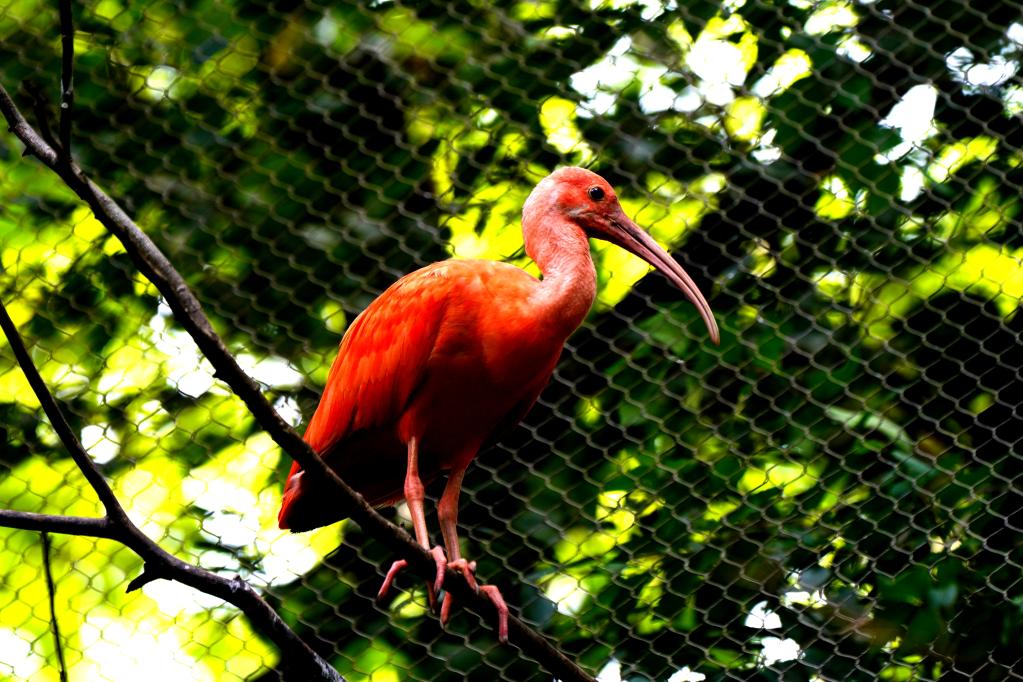 上海动物园美洲红鹮首次成功自然繁殖