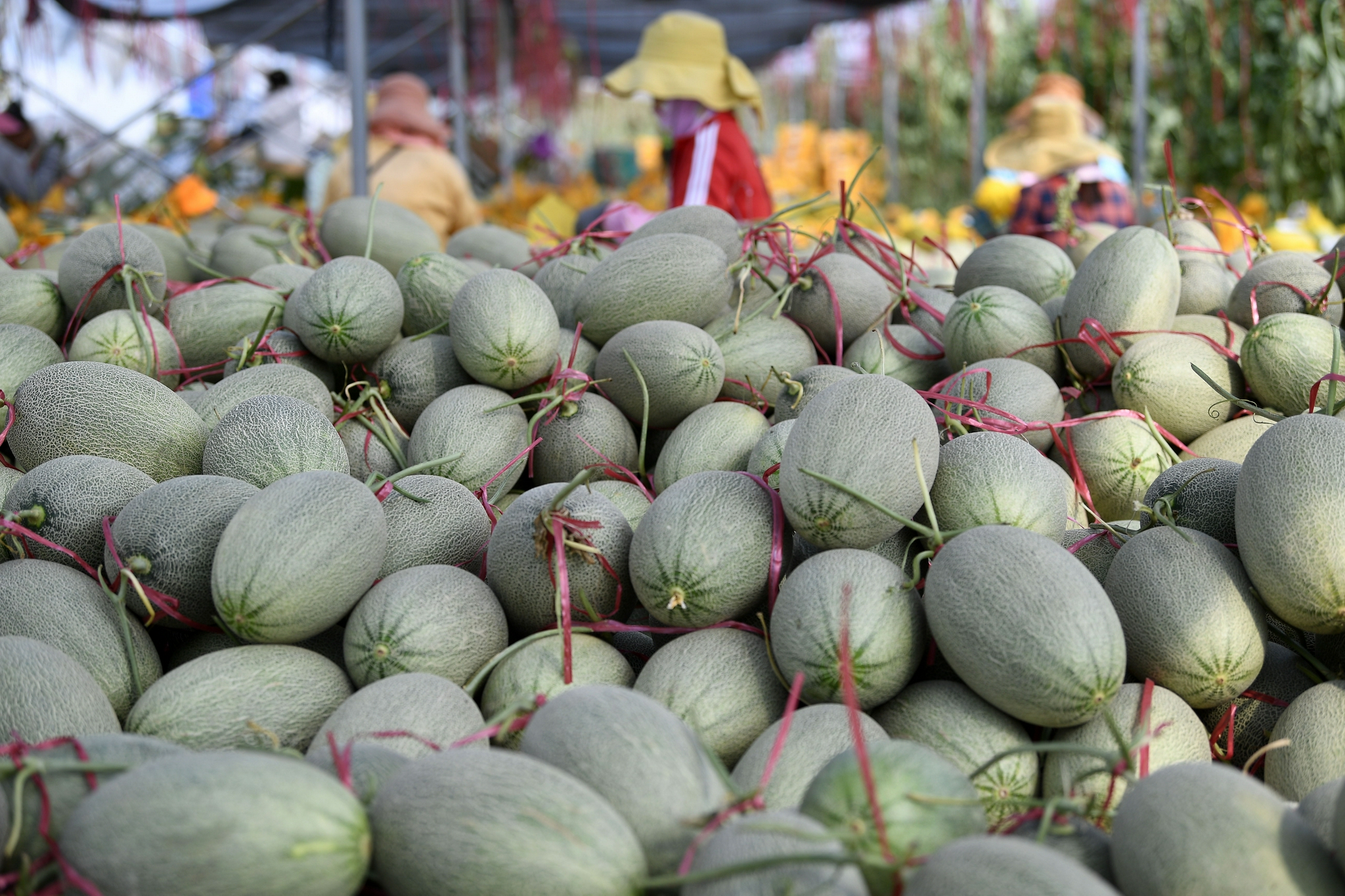 沙漠蜜瓜四海飘香