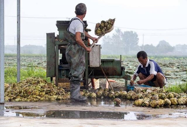 近日,江苏省泰州市姜堰区顾高镇申俞村130亩芡实进入采摘旺季,农民在