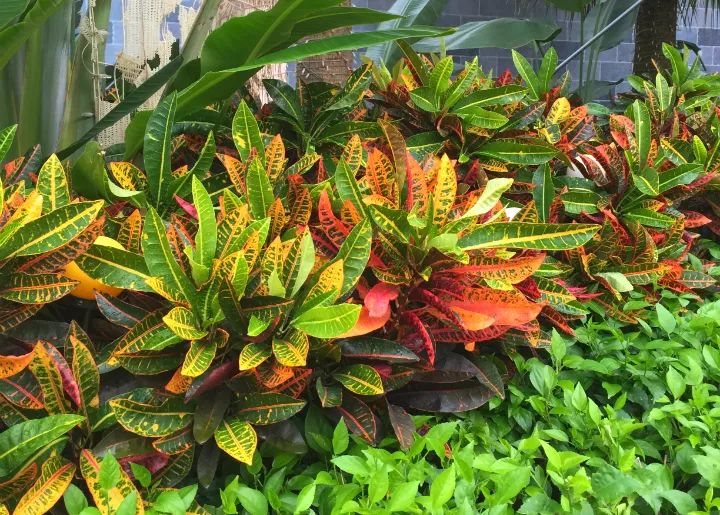 正是因为变叶木的毒性,它在户外的敌人也比较少,虫子都不敢来"打扰"它