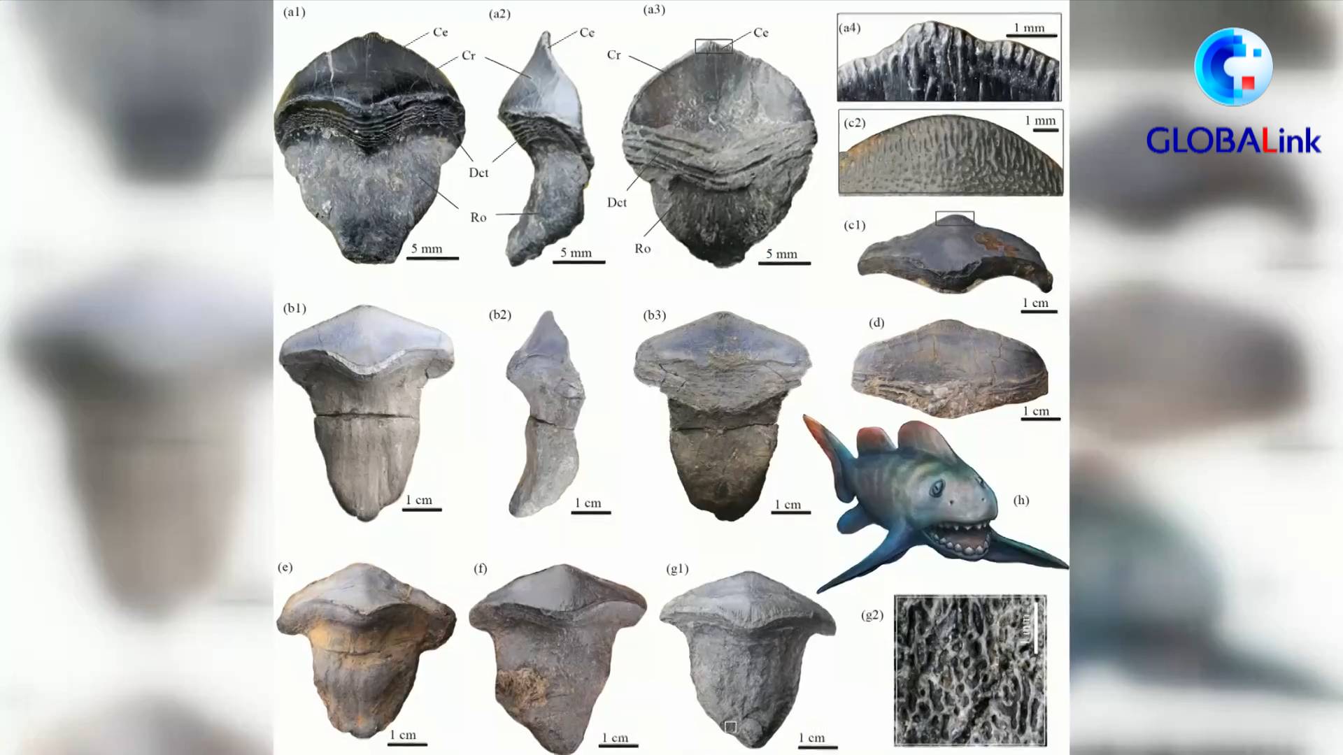 全球连线｜中国首次发现2.9亿年前史前凶猛鲨鱼化石休闲区蓝鸢梦想 - Www.slyday.coM