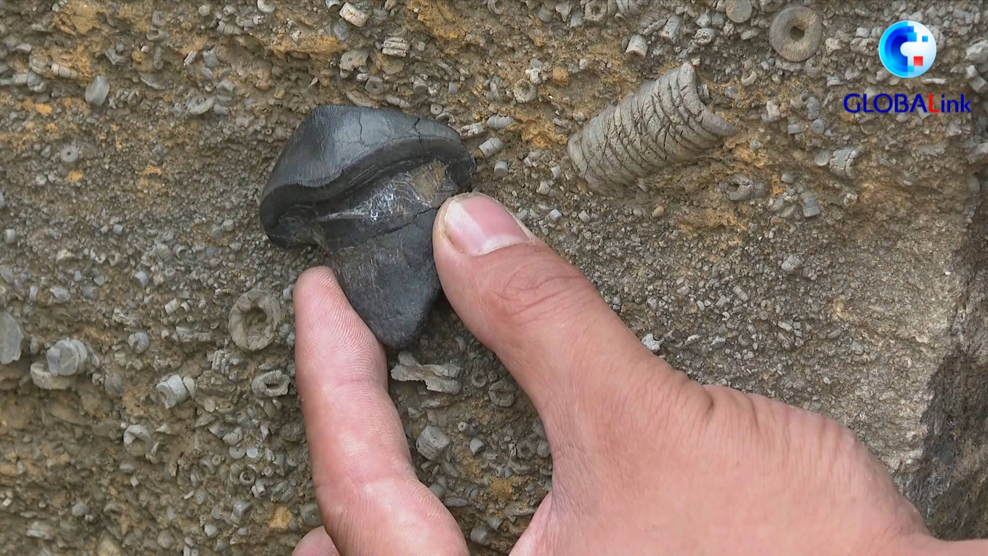 全球连线｜中国首次发现2.9亿年前史前凶猛鲨鱼化石休闲区蓝鸢梦想 - Www.slyday.coM