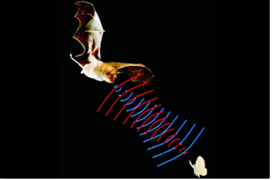 四川德阳惊现大量蝙蝠,当地人吓得不敢出门,这是什么预兆?休闲区蓝鸢梦想 - Www.slyday.coM 四川德阳惊现大量蝙蝠,当地人吓得不敢出门,这是什么预兆?休闲区蓝鸢梦想 - Www.slyday.coM