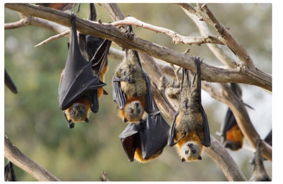 四川德阳惊现大量蝙蝠,当地人吓得不敢出门,这是什么预兆?休闲区蓝鸢梦想 - Www.slyday.coM 四川德阳惊现大量蝙蝠,当地人吓得不敢出门,这是什么预兆?休闲区蓝鸢梦想 - Www.slyday.coM