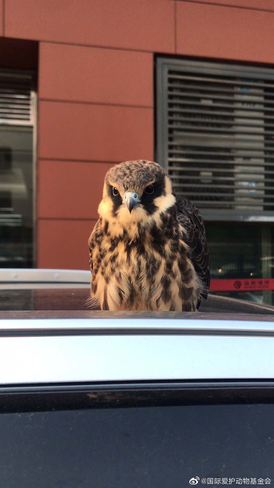 刚接的燕隼幼鸟呆呆地蹲在车顶上不飞走是今年的幼鸟