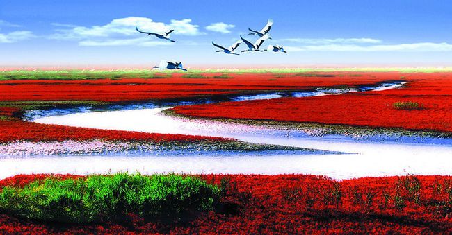 辽宁盘锦绝色奇观红海滩图