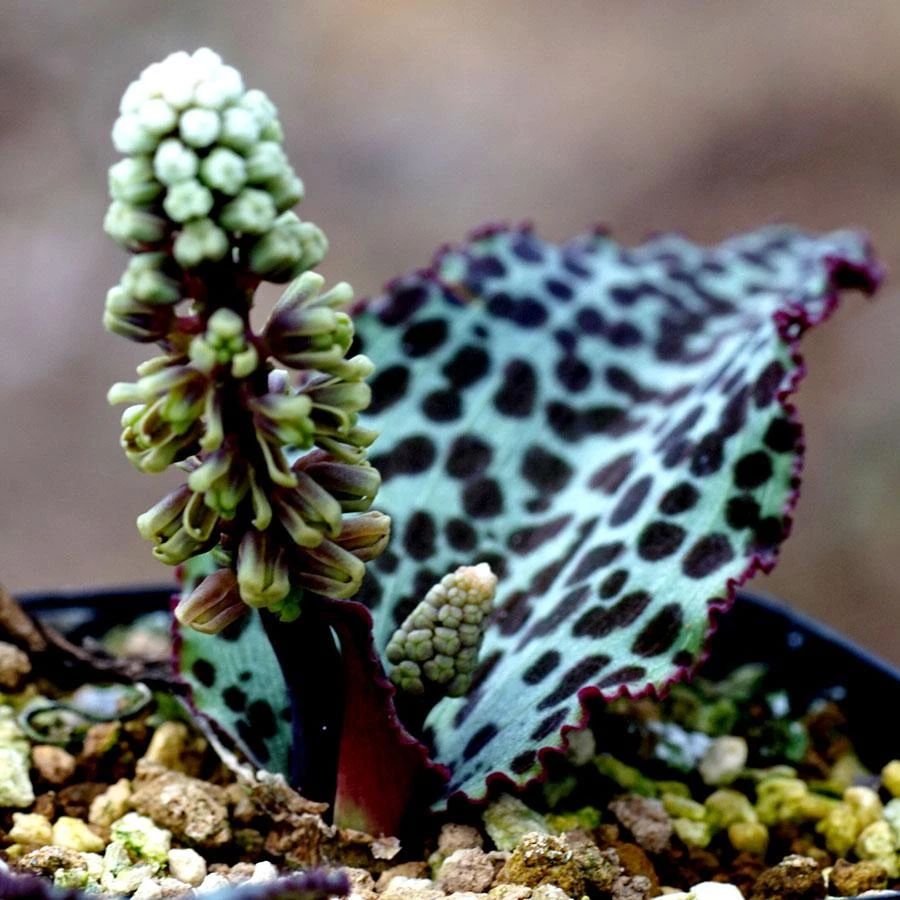 总状油点百合drimiopsis botryoides阔叶油点百合drimiopsis maculata