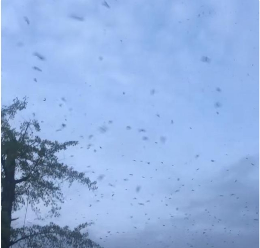 四川德阳惊现大量蝙蝠,当地人吓得不敢出门,这是什么预兆?休闲区蓝鸢梦想 - Www.slyday.coM 四川德阳惊现大量蝙蝠,当地人吓得不敢出门,这是什么预兆?休闲区蓝鸢梦想 - Www.slyday.coM