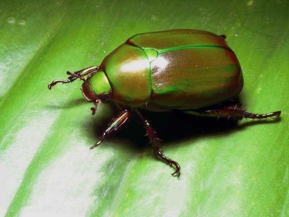 被宣布灭绝如今重现贵州印江阳彩臂金龟是什么样的珍稀昆虫