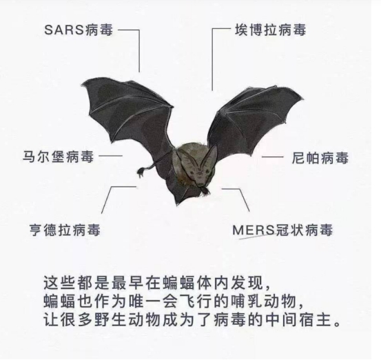 四川德阳惊现大量蝙蝠,当地人吓得不敢出门,这是什么预兆?休闲区蓝鸢梦想 - Www.slyday.coM 四川德阳惊现大量蝙蝠,当地人吓得不敢出门,这是什么预兆?休闲区蓝鸢梦想 - Www.slyday.coM