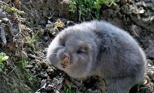 长得像老鼠被称地羊以前是害兽现在当虎骨用一斤三百