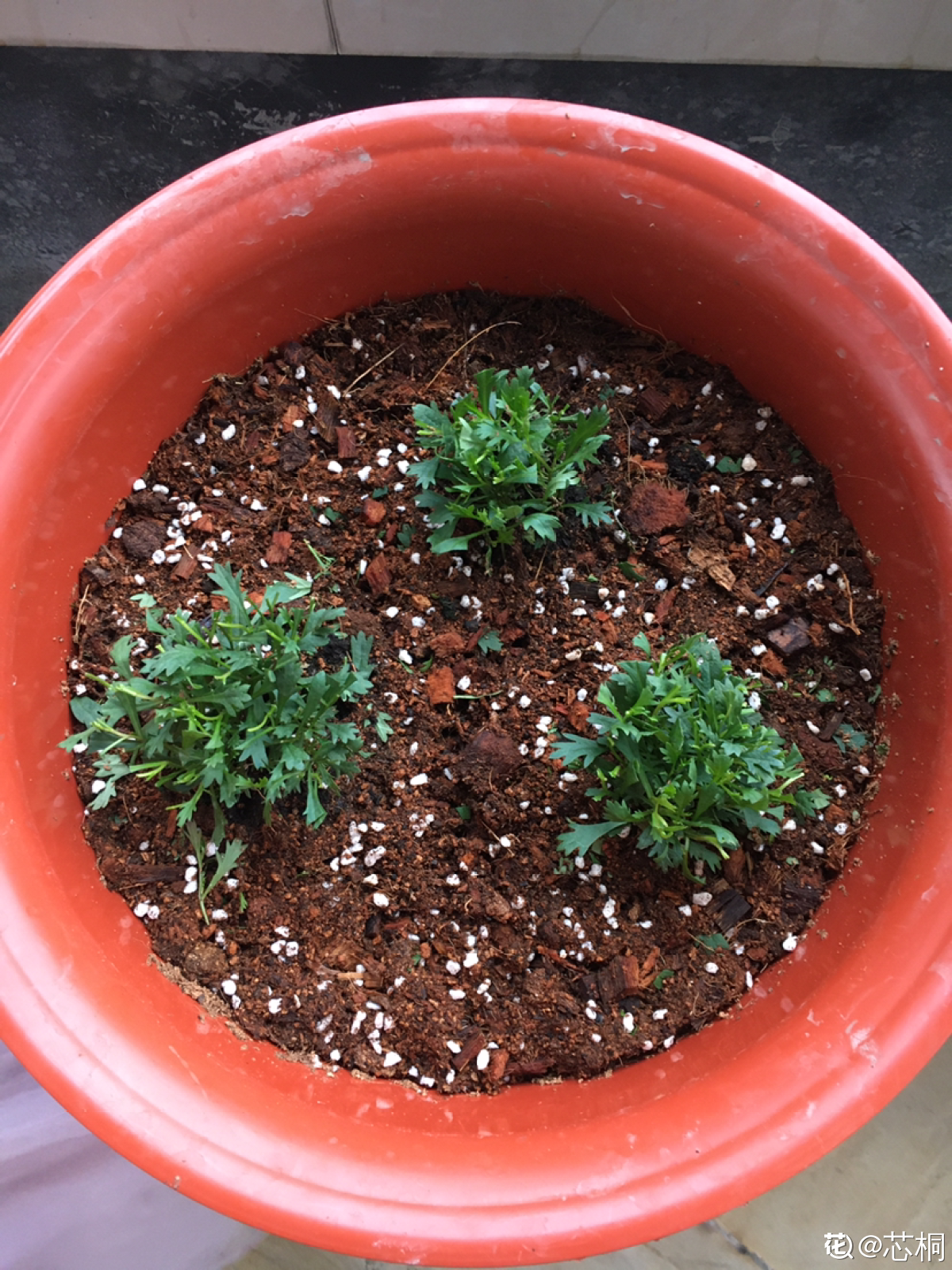 姬小菊在播种时,为了让土壤更加疏松,肥沃,最好是腐殖土和河沙7:3的