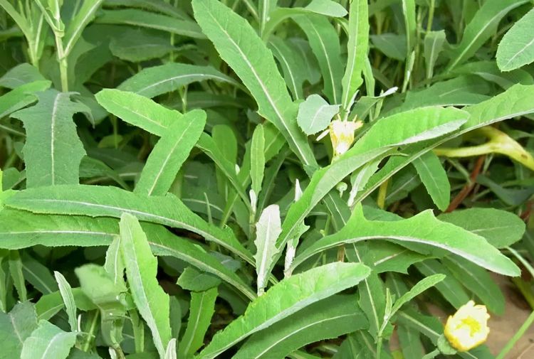 苦菜又叫苦麻菜,苣荬菜,在农村的田野,道边随处可见.