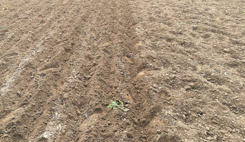 大家最好是选一些沙质土,这种类型的土壤更加适合它的生长,而且整体来