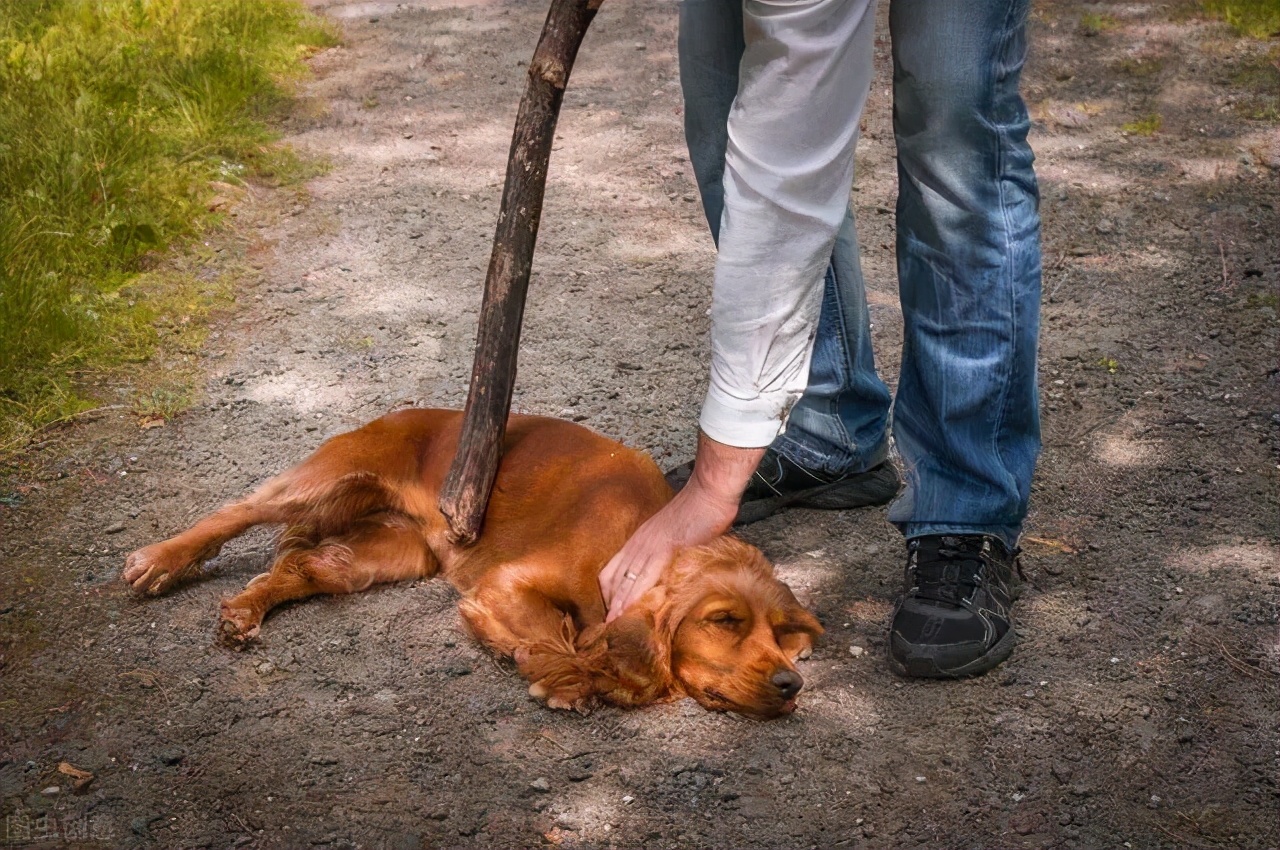 恶狗攻击男童致重伤狗弱点在哪究竟有没有让狗逃跑的办法