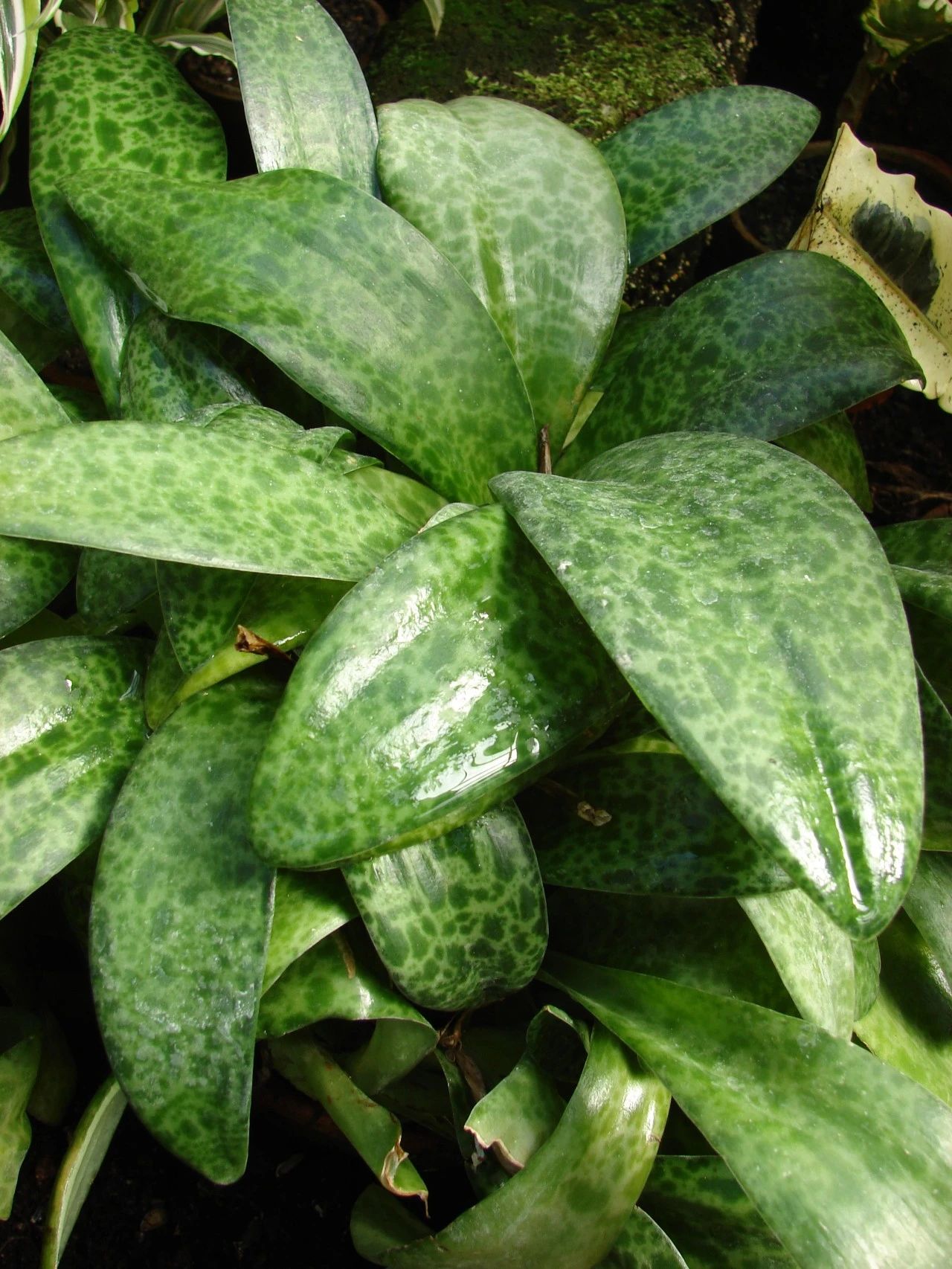 阔叶油点百合drimiopsis maculata油点百合是天门冬科油点百合属的一