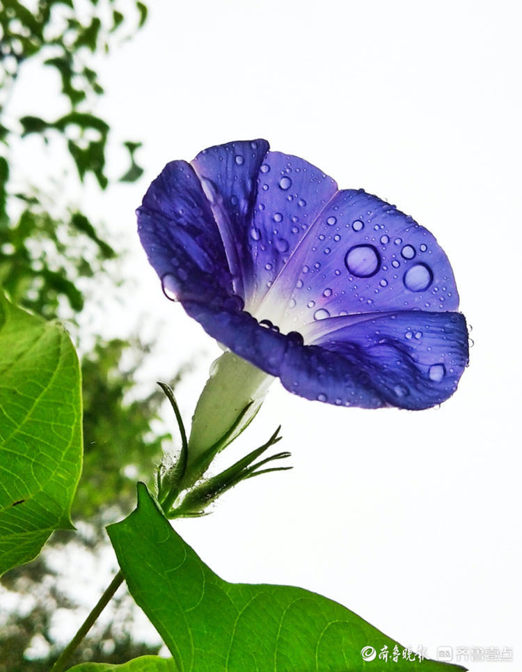 雨中牵牛花在放声高歌