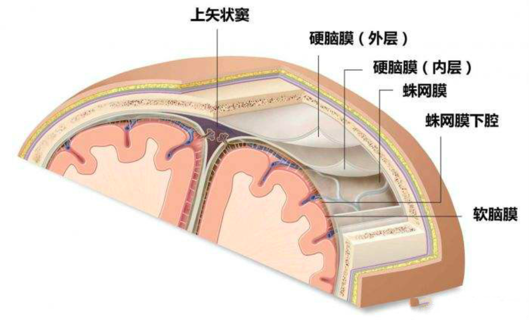 大脑表面的蛛网膜下腔和脊髓的蛛网膜下腔是相通的,一直从大脑延伸到