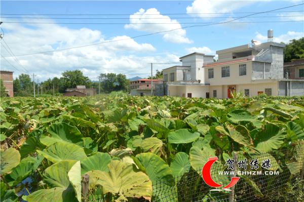 八步区桂岭镇进民村扎实推进乡村振兴见实见效