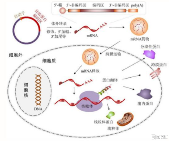 艾博生物:竞逐mrna新冠疫苗最后一公里