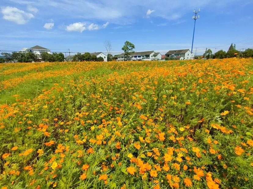 约37亩!宁波这片花海进入最佳赏花期,持续至
