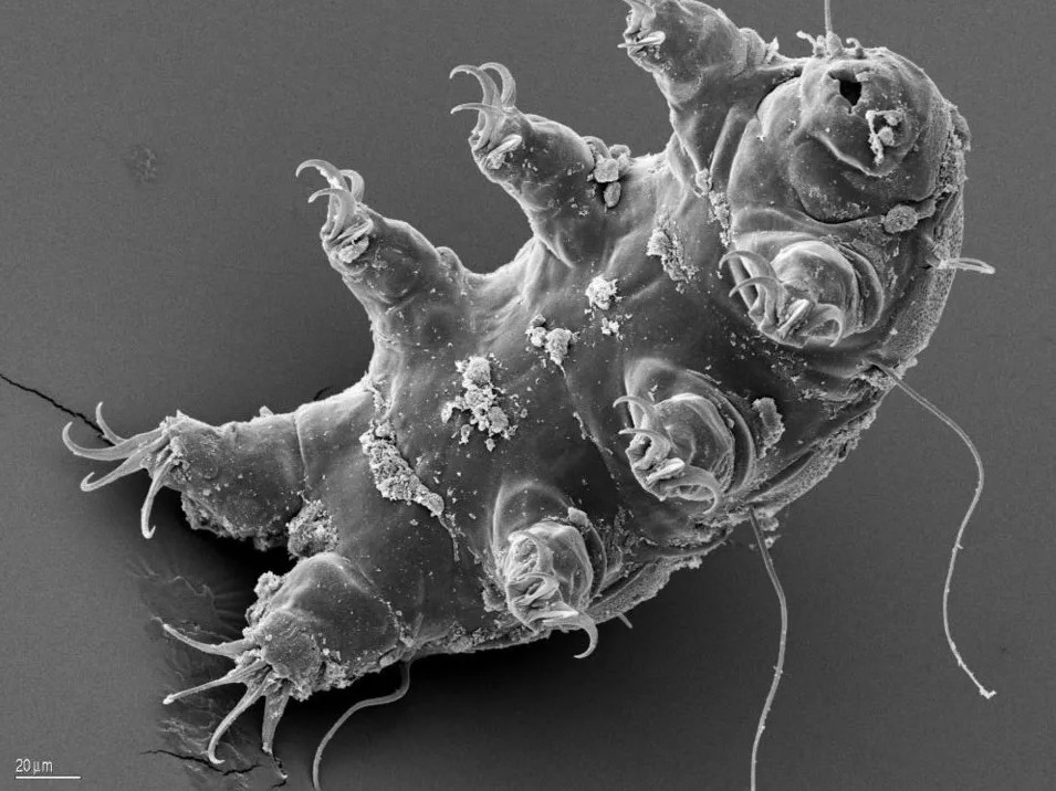 水熊虫和它的8条粗短的腿。| 图片来源：Ralph O。 Schill/European Space Agency