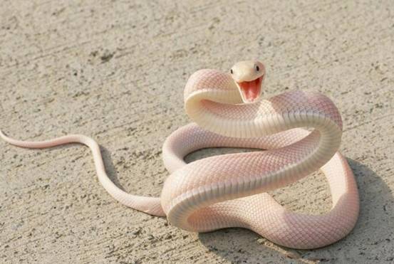 蛇没有耳朵怎么还能听到声音答案可能跟你想得不一样