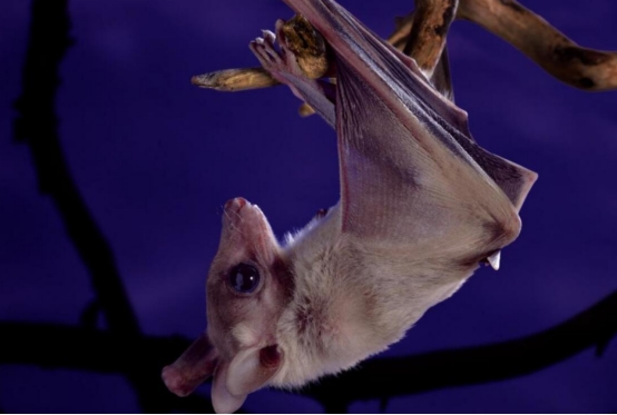 太吓人了!四川德阳出现大量蝙蝠,天空中狂舞,要发生什么?休闲区蓝鸢梦想 - Www.slyday.coM 太吓人了!四川德阳出现大量蝙蝠,天空中狂舞,要发生什么?休闲区蓝鸢梦想 - Www.slyday.coM