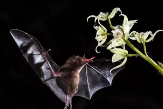 太吓人了!四川德阳出现大量蝙蝠,天空中狂舞,要发生什么?休闲区蓝鸢梦想 - Www.slyday.coM 太吓人了!四川德阳出现大量蝙蝠,天空中狂舞,要发生什么?休闲区蓝鸢梦想 - Www.slyday.coM